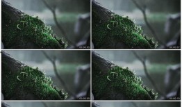 绿色视频,探索环保与可持续发展的视觉之旅