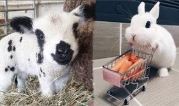 小动物视频,捕捉小动物视频的温馨瞬间