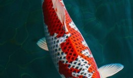 锦鲤生小鱼过程视频,见证小鱼诞生全过程