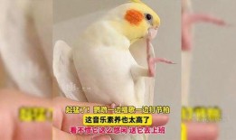 鹦鹉唱歌视频,人鸟共舞的和谐旋律