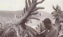 世界上有龙吗真实视频,探寻世界龙的存在之谜